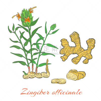 生姜,涂料,根部,动物手,灌木,健康保健,背景分离,香料,食品,枝繁叶茂