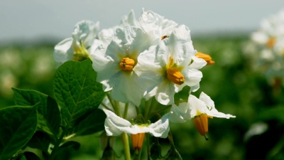  镜头绿色的开花土豆田野。收割前的小土豆。特写