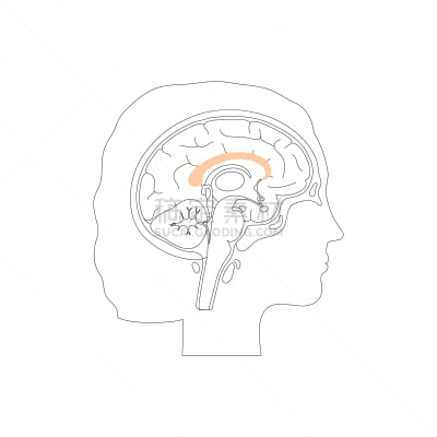 胼胝体,分离着色,生物学,健康保健,人,大脑,女人,内分泌系统,矢量,思考