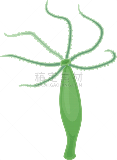 水蛭,刺胞动物,分离着色,白色背景,生物学,建筑结构,触须,形态学,垂直画幅,水螅