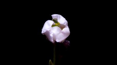 杏花白花开花瓣