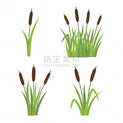 芦苇,草,分离着色,白色,清新,植物群,公园,池塘,小的,布置