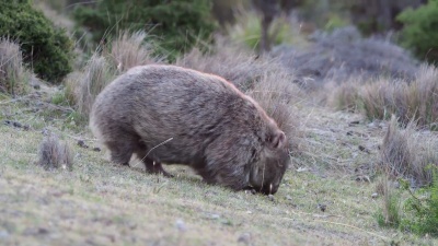 澳大利亚塔斯马尼亚地区常见的食草袋熊(Vombatus Ursinus)