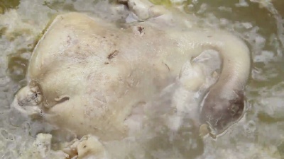 沸腾的鸡肉。