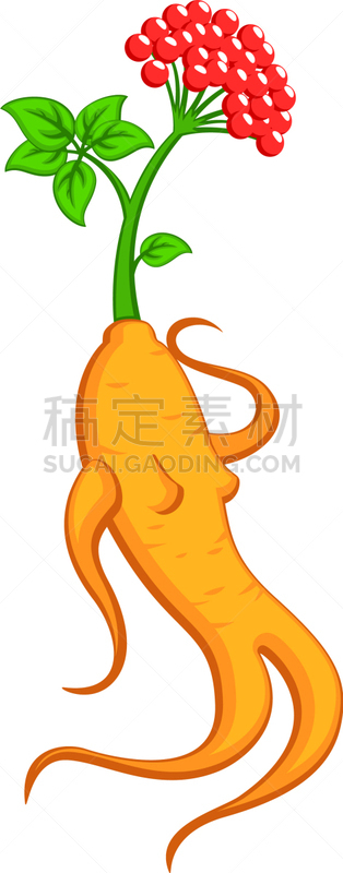 ginseng root figure slender woman with green