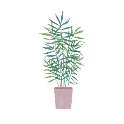 chamaedorea in flowerpot flat
