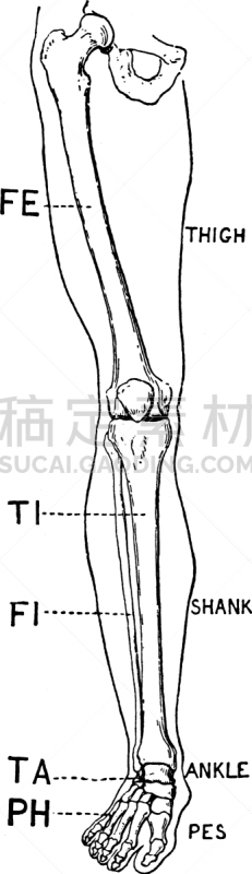 腿,正面视角,白色,人,跖骨,图像,胫骨,骨盆,腓骨,复古