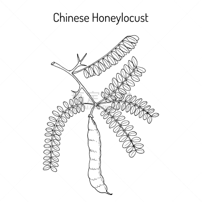 皂荚,草药,生物学,亚洲,草本,环境,枝,绘制