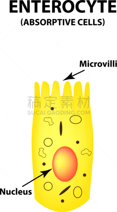 肠上皮细胞,肠道,肠绒毛,肠内的,专心,健康保健,人