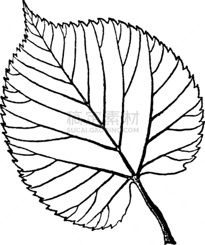 叶子,欧锻树,美国人,白色,基础的，基本的,家庭,软垫,图像,复古,炫耀