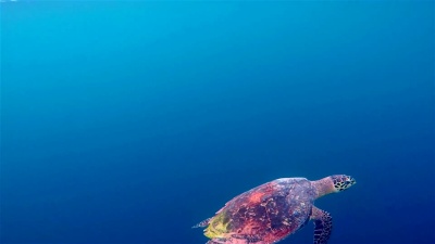鹰嘴海龟在深蓝色上游泳