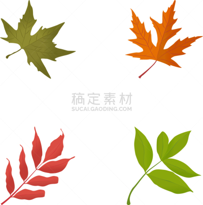 叶子,平坦的,秋天,矢量,自然,糖枫,植物,冬天,夏天,美国白蜡树