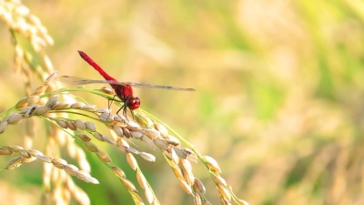 红蜻蜓，秋天，稻穗