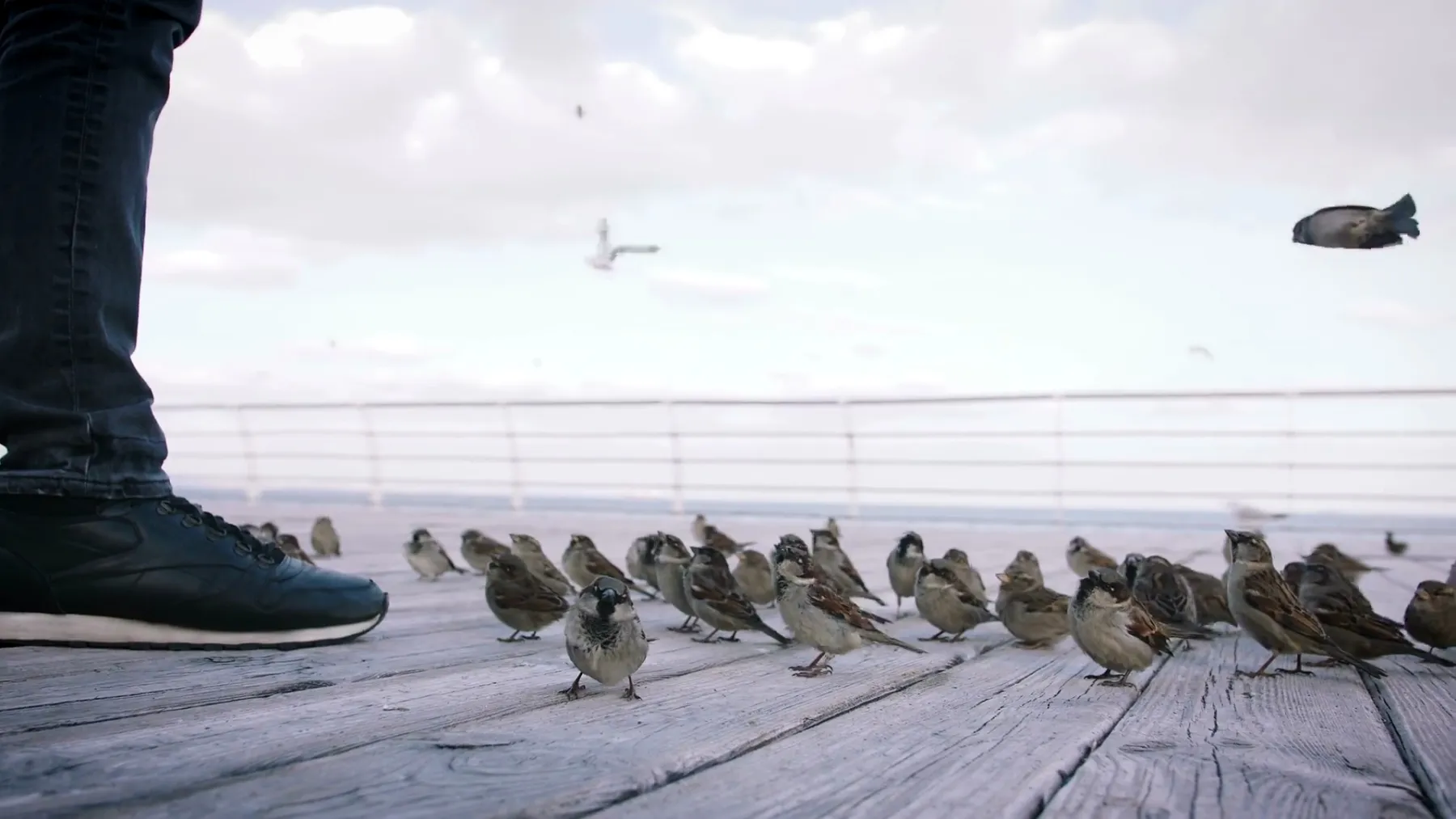 麻雀可爱 麻雀可爱图片 麻雀可爱素材下载 稿定素材