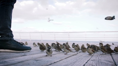 一群麻雀在海边吃面包屑