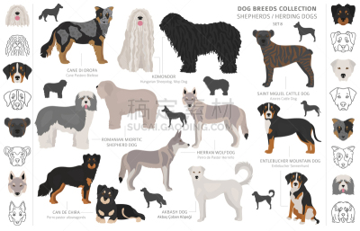 狗,牧羊人,分离着色,可爱的,农业,纯种犬,牧羊犬,阿卡巴士犬,收集,放牧