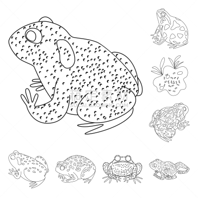 动物,两栖纲,分离着色,标志,一个物体,生物学,有毒物质,野生动物,环境,青蛙