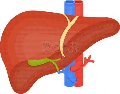 胆囊,肝脏,平坦的,计算机图标,白色,生物学,分离着色
