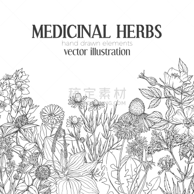 模板,草图,草药,贺卡,茶,熏衣草,健康保健,圣约翰草,香料,复古
