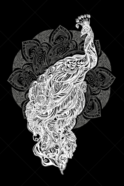 孔雀,分离着色,轮廓,华丽的,自然,野生动物,壁纸,模板,装饰