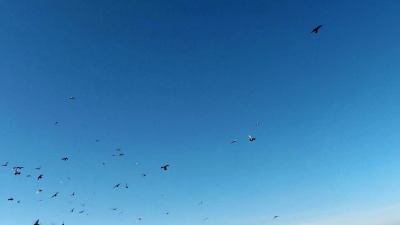 一群鸽子在蓝天上飞翔