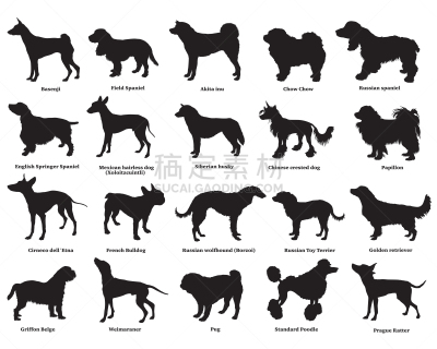 狗,三只动物,纯种犬,背景分离,哺乳纲,巴哥犬,布置,服从,站