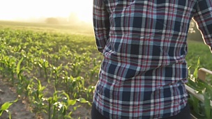 日落时分，农夫提着一个装满绿色植物的盒子走在田野上。