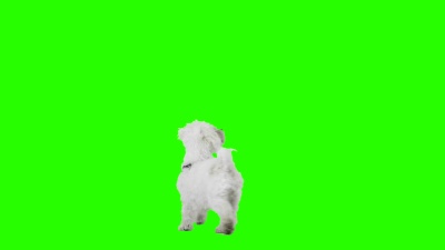慢动作狗在绿色屏幕上跳舞。