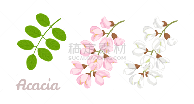绘画插图,卡通,白色,粉色,嫩枝,叶子,矢量,绿色,金合欢树,花
