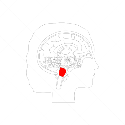 绘画插图,矢量,延髓,生物学,有序,健康保健,侧面,半球体,背景分离,女人