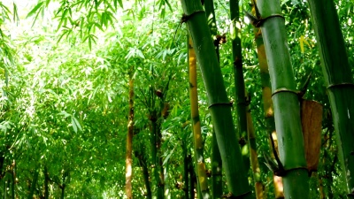 竹林滑块镜头