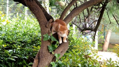姜小猫从树上跳下来