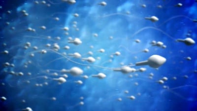 精子使运动的卵细胞受精