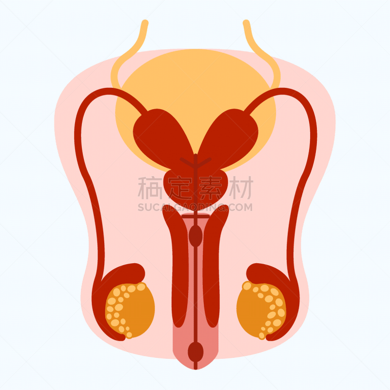 男性生殖系统,设计师,前列腺,肛门,韧带,膜,人类的生殖器官,阴囊,睾丸