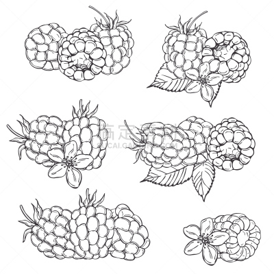 覆盆子,绘画插图,浆果,矢量,动物手,清新,自然界的状态,背景分离,食品,绘制