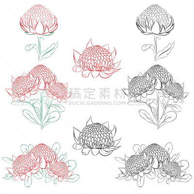 特洛皮,灌木,澳大利亚文明,轮廓,白色,红色,绿色,自然,花
