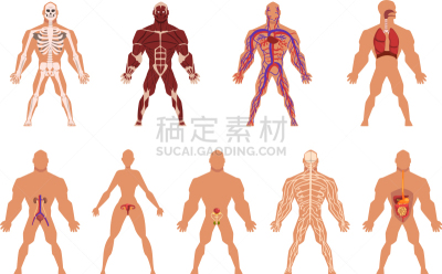 健美身材,顺序,个性,生物学,健康保健,人,男人,布置