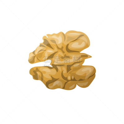 绘画插图,胡桃,矢量,仁,白色背景,分离着色,素食,清新,一个物体,背景分离