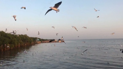 成百上千的海鸥在夕阳的背景下