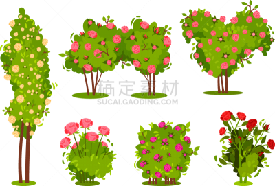 bushes roses isolated on white background