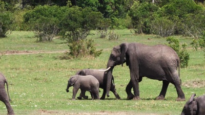 非洲大象，非洲Loxodonta africana，丛林漫步，肯尼亚马赛马拉公园，实时 