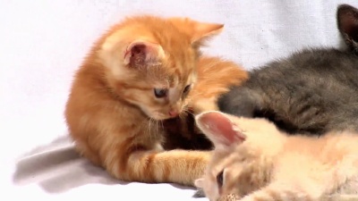 小猫玩尾巴