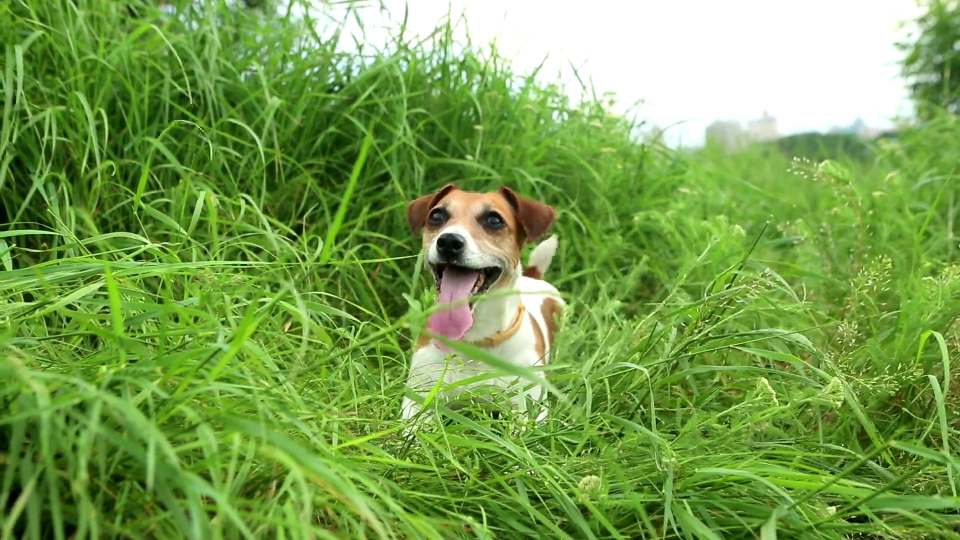 犬儒学训练