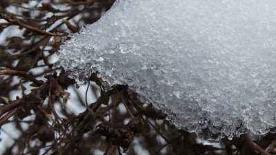 草地上融化的雪的特写