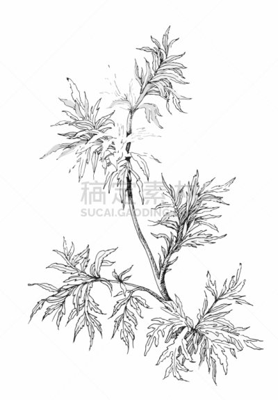 谷类食品,墨水,野生植物,黑白图片,白色,华丽的,草本,图像,植物群,绘制