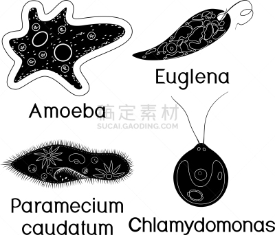 衣藻,原生动物,尾草履虫,单细胞生物,阿米巴,薄肌眼虫,生物学,微生物学,细胞质,背景分离
