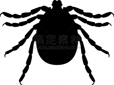 蜱,昆虫,风险,矢量,人,寄生的,螨,图像,生病,剪影