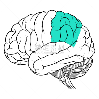 侧面视角,生理学,顶叶,人脑,分离着色,轮廓,白色,肺叶,时间,思考