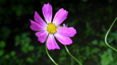 花坛上美丽的宇宙花。特写