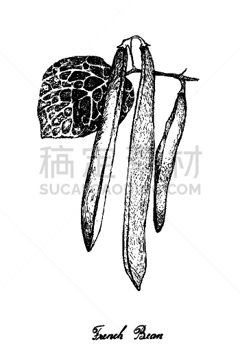 青豆,蔬菜,垂直画幅,食品,泰国,图像,芦笋,豆,雪,成分